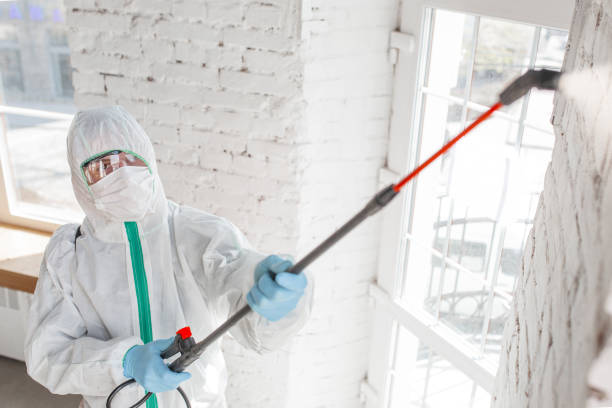 Best Residential Mold Remediation in Alpena, MI